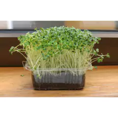 Sementes Brotos Microverdes de Rúcula Surya (500g) ISLA - loja online