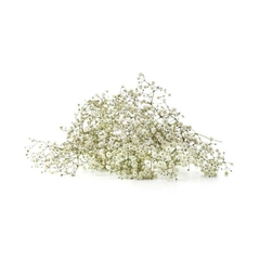 Sementes de Gypsofila Elegant Branca TOPSEED