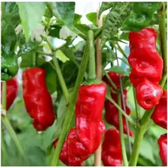Sementes de Pimenta Peter Pepper TOPSEED na internet