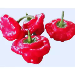 Sementes de Pimenta Jamaican [Red] TOPSEED na internet