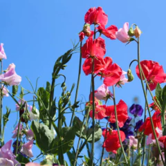 Sementes de Lathyrus Ervilha-de-Cheiro (Sortido) ISLA na internet