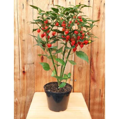 Sementes de Pimenta Iracema (Biquinho Vermelha) Super ISLA - comprar online