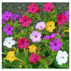 Sementes de Maravilha dos Jardins (Sortida) TOPSEED - comprar online