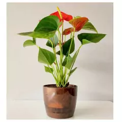Cachepô Elegance Redondo 03 (1,5L) Café Imperial NUTRIPLAN - loja online