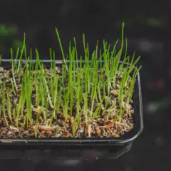 Sementes Brotos Microverdes de Trigo Seival Super ISLA - Cultiv.me