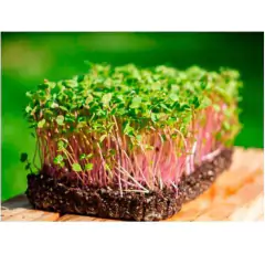 Sementes Brotos Microverdes de Rabanete Indra Super ISLA - loja online