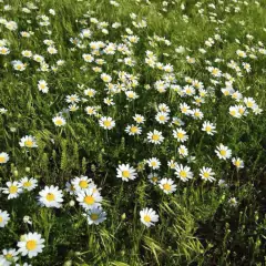 Sementes de Camomila Verdadeira/Maçanilha ISLA - comprar online