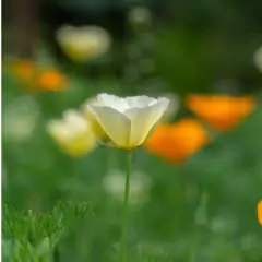 Imagem do Sementes de Papoula da Califórnia (Sortida) TOPSEED