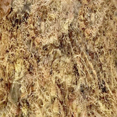 Musgo Sphagnum Substrato para Plantas (100g) ALL GARDEN - Cultiv.me