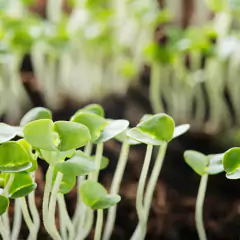 Sementes Brotos Microverdes de Manjericão Shanti Super ISLA - loja online