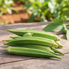 Sementes de Quiabo Híbrido Canindé Super ISLA - loja online