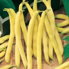 Sementes de Feijão Vagem Rasteiro Amarelo Baixo TOPSEED - comprar online