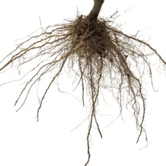 Fertilizante Enraizador (150g) VITAPLAN - loja online