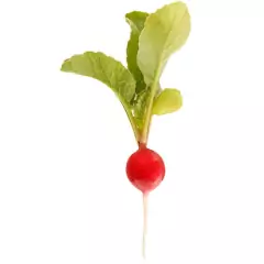 Sementes de Rabanete Cometa ISLA - comprar online