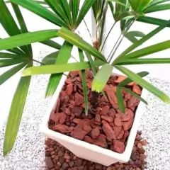Casca de Pinus Polida M (2,5kg) VITAPLAN na internet