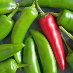 Imagem do Sementes de Pimenta Doce Italiana TOPSEED