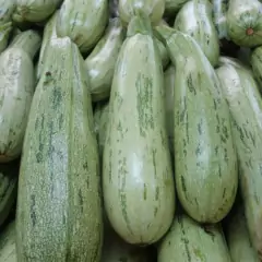 Sementes de Abobrinha de Tronco Caserta ISLA