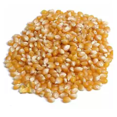 Imagem do Sementes de Milho de Pipoca Blueline TOPSEED