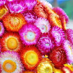 Sementes de Helichrysum Sempre-Viva (Sortida) Super ISLA - Cultiv.me