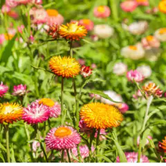 Sementes de Sempre-Viva Sultane Dobrada (Sortida) TOPSEED - loja online