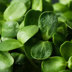 Imagem do Sementes Brotos Microverdes de Girassol ISLA