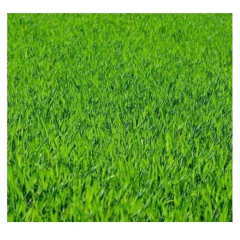 Imagem do Sementes Grama São Carlos (folha Larga) Isla