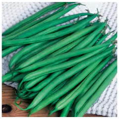 Sementes de Feijão-Vagem Macarrão Trepador (100g) TOPSEED na internet