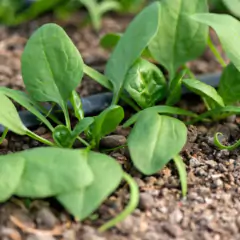 Sementes de Cravina Gaiety (Sortida) TOPSEED - Cultiv.me