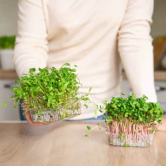 Sementes Brotos Microverdes De Coentro Maya (100g) Isla