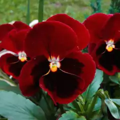 Sementes Amor-Perfeito Gigante Suíço (Vermelho) FELTRIN - comprar online