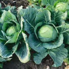 Sementes de Cravina Gaiety (Sortida) TOPSEED - loja online