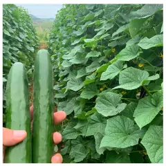 Sementes de Pepino Híbrido Nagai Japonês (800mg) SUPER ISLA - Cultiv.me