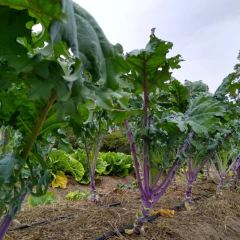 Sementes de Couve Kale Califórnia ISLA