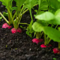 Sementes de Rabanete Cometo TOPSEED - comprar online