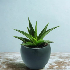 Vaso Cerâmica Intense (12) Cor Verde Queimado BURGUINA - loja online