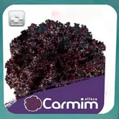Sementes de Alface Carmim Crespa Peletizada (100un) ISLA