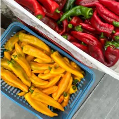 Imagem do Sementes de Pimenta Hibrida Italiana Tuane (20 Sementes)ISLA