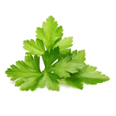 Sementes de Coentro Português (100g) TOPSEED