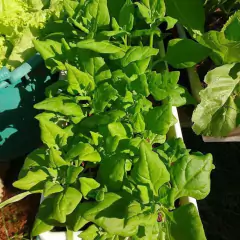 Sementes de Cravina Gaiety (Sortida) TOPSEED na internet