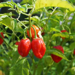Sementes de Pimenta Juruti (Habanero Vermelha) Super ISLA - comprar online