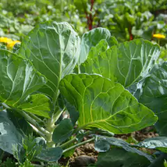 Sementes de Couve-Manteiga da Geórgia (50g) TOPSEED na internet