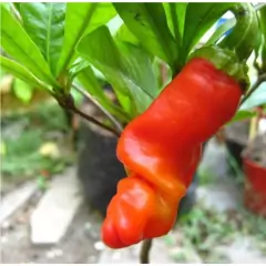 Sementes de Pimenta Peter Pepper TOPSEED - comprar online
