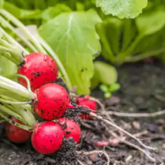 Sementes de Rabanete Cometo TOPSEED na internet