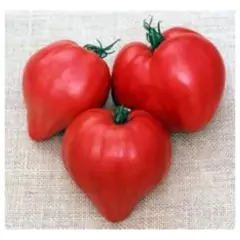 Sementes de tomate coração-de-boi ISLA na internet