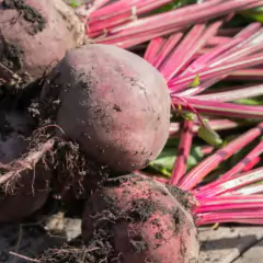 Sementes de Beterraba Katrina (Lata 250g) FELTRIN - loja online