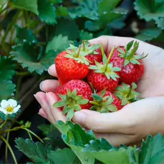 Sementes de Morango Sensação Super ISLA - Cultiv.me