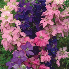 Sementes de Delphinium Esporinha Dobrada (Sortida) ISLA na internet