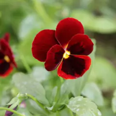 Sementes Amor-Perfeito Gigante Suíço (Vermelho) FELTRIN - Cultiv.me