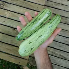 Sementes de Abobrinha de Tronco Caserta ISLA na internet