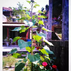 Sementes de Girassol Sol Noturno ISLA - comprar online